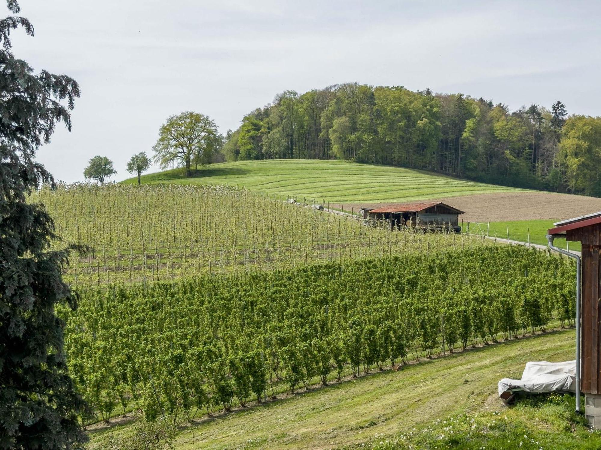 Ferienwohnung Lang Kressbronn am Bodensee Bagian luar foto