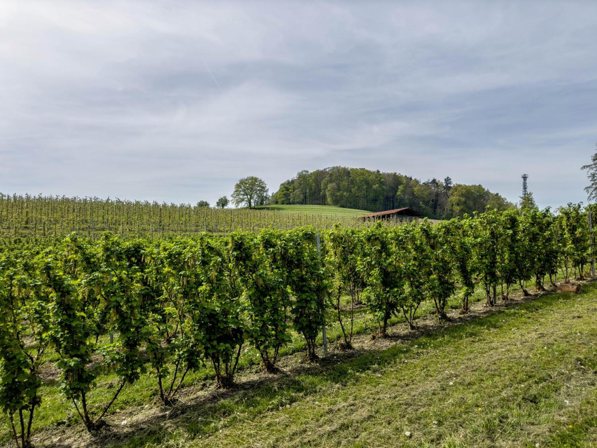 Ferienwohnung Lang Kressbronn am Bodensee Bagian luar foto